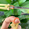 Goldenrod 1745 Fishing Round Rubber Band For Darts MARKSMAN